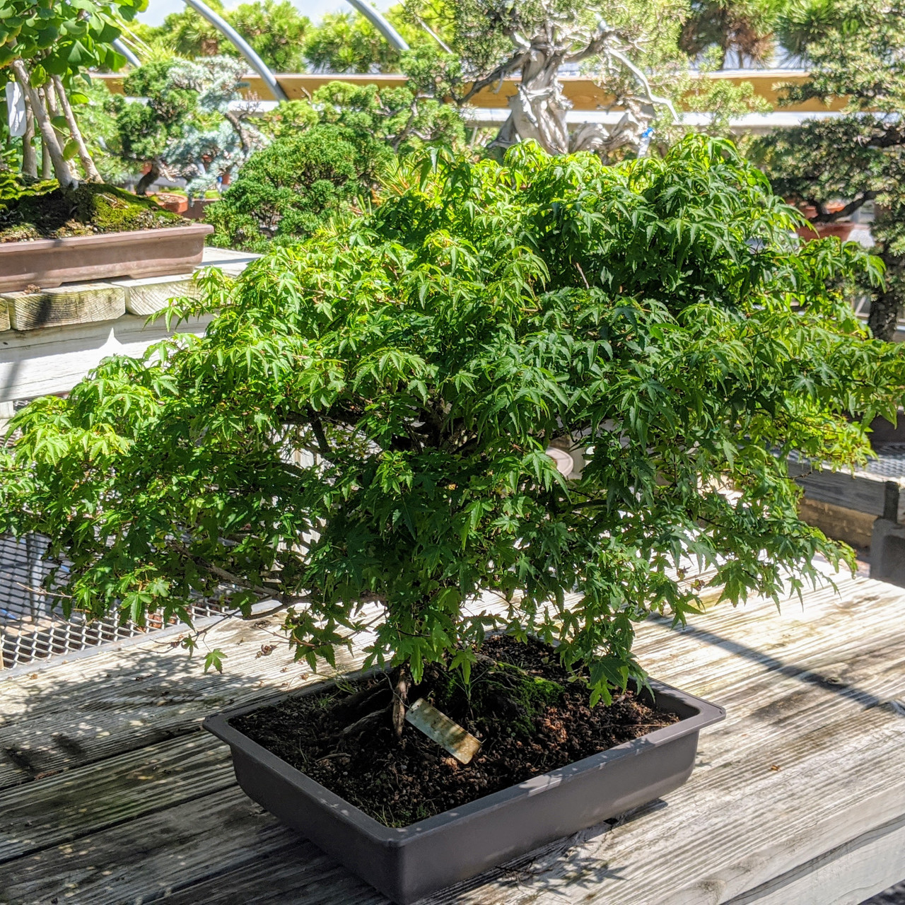 Kiyohime Japanese Maple Bonsai Tree New England Bonsai Web3866