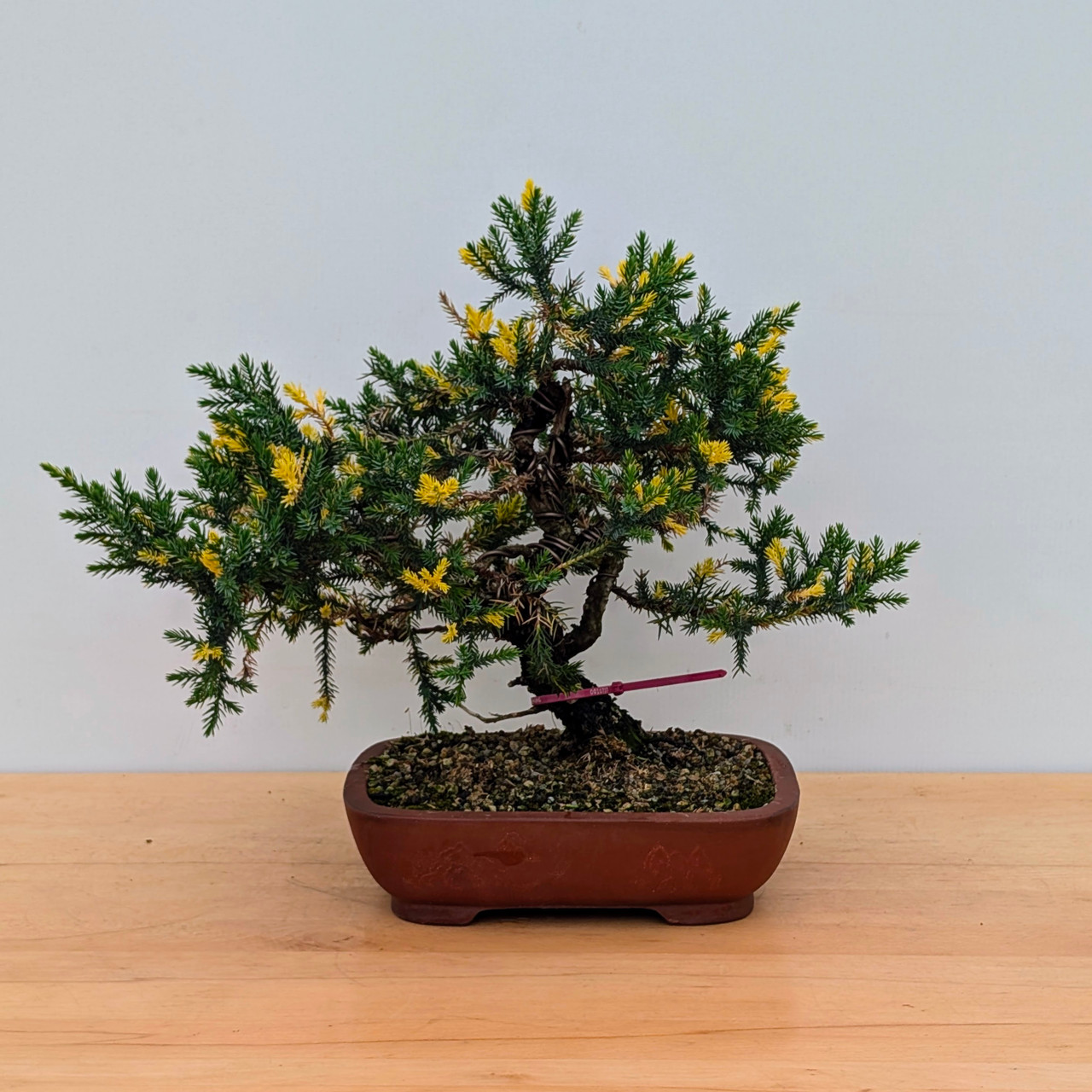 Pot Grown Variegated San Jose Juniper in Yixing Ceramic Pot