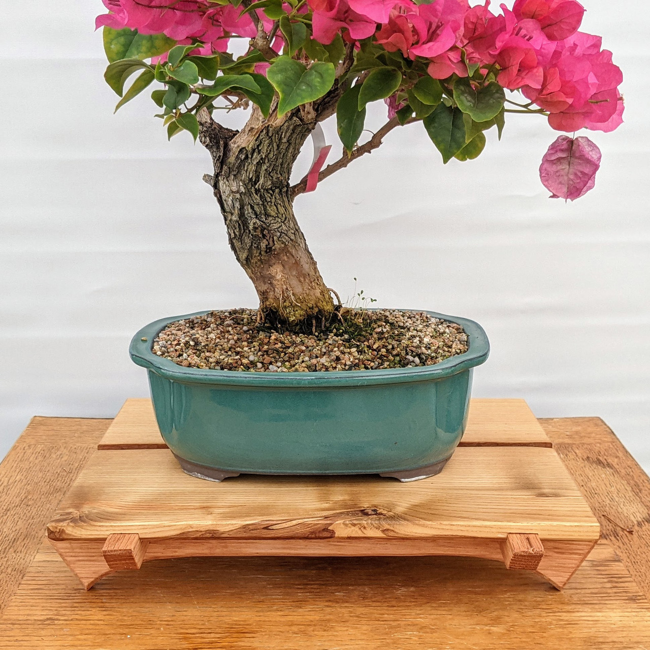 盆栽　ひな壇 鑑賞棚 BONSAI hq720.jpg?sqp=-
