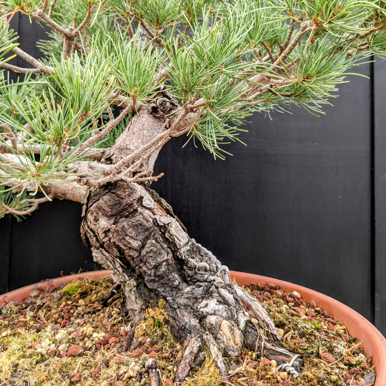 pine 5個 Japanese White Pine: Five Needle Pine at New England Bonsai