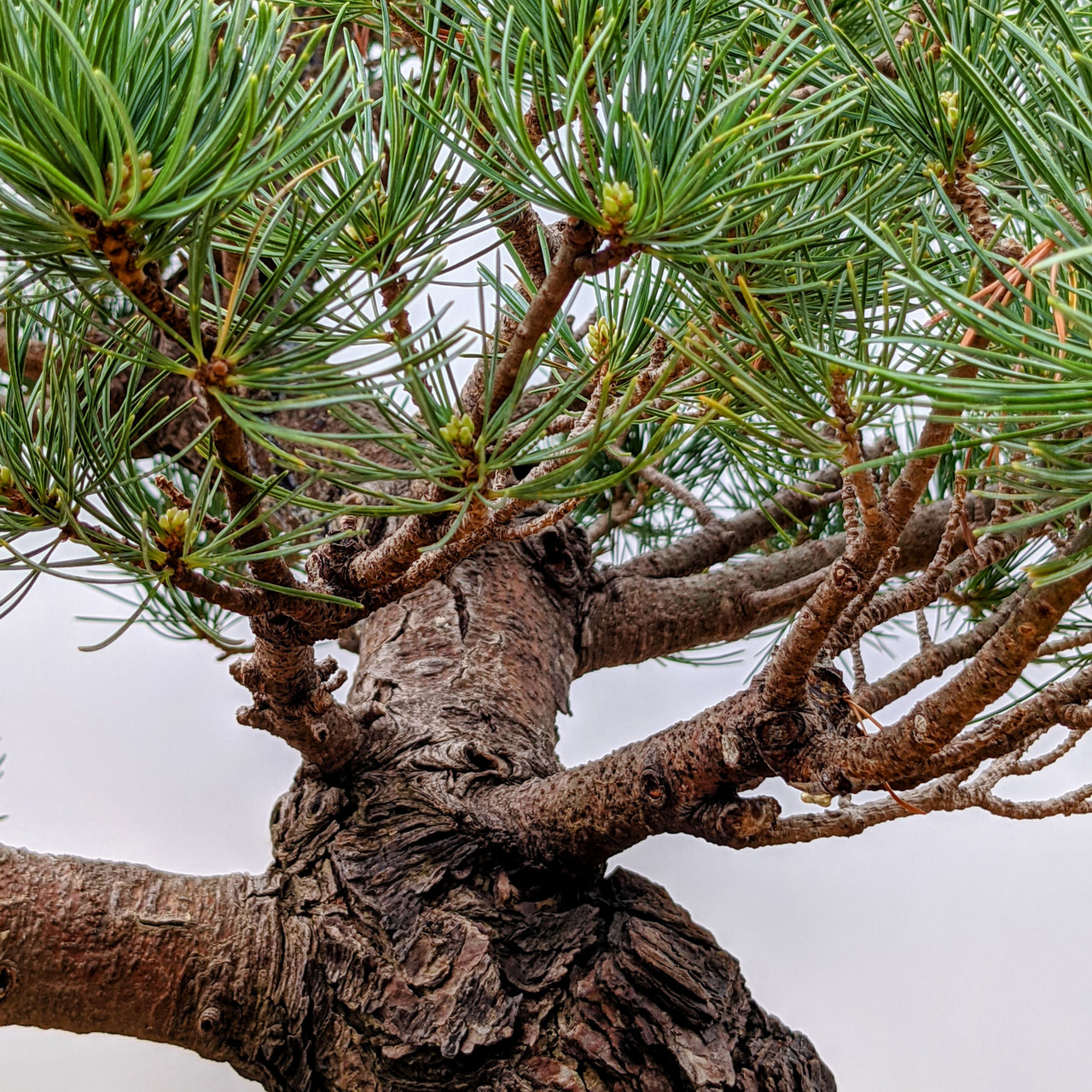 pine 5個 Japanese White Pine: Five Needle Pine at New England Bonsai