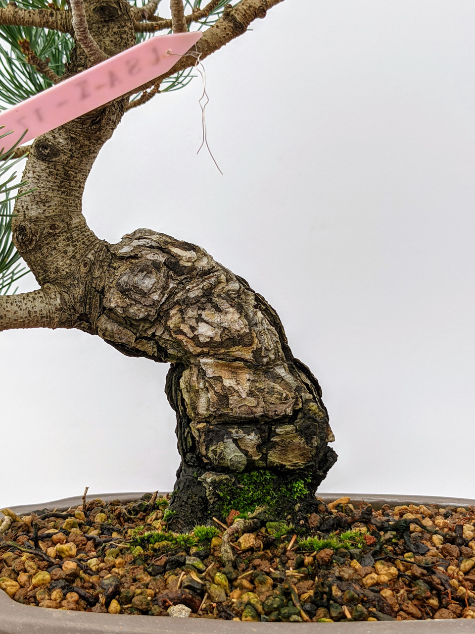 pine 5個 Rare Japanese White Pine Bonsai for Sale – Imported Five