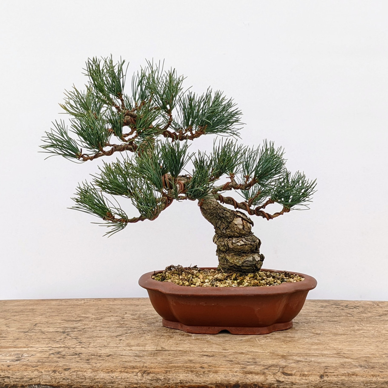 Japanese White Pine (No. 7759) Five Needle Pine at New England