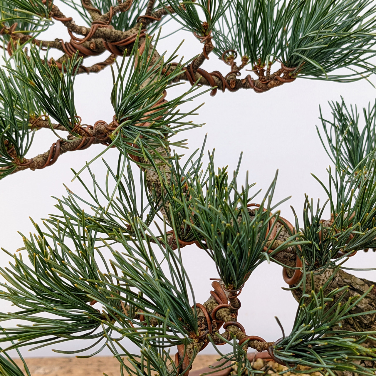 PlantFiles Pictures: Japanese White Pine, Japanese Five-Needled Pine  (<i>Pinus parviflora var. pentaphylla</i>) by WaterCan2