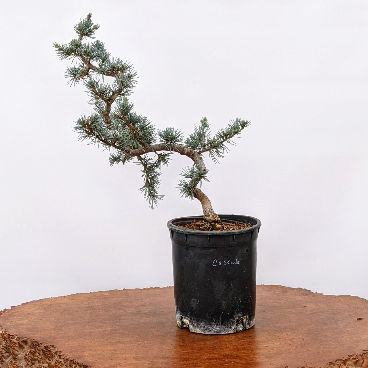 Blue Atlas Cedar Bonsai No 6565 At New England Bonsai Gardens
