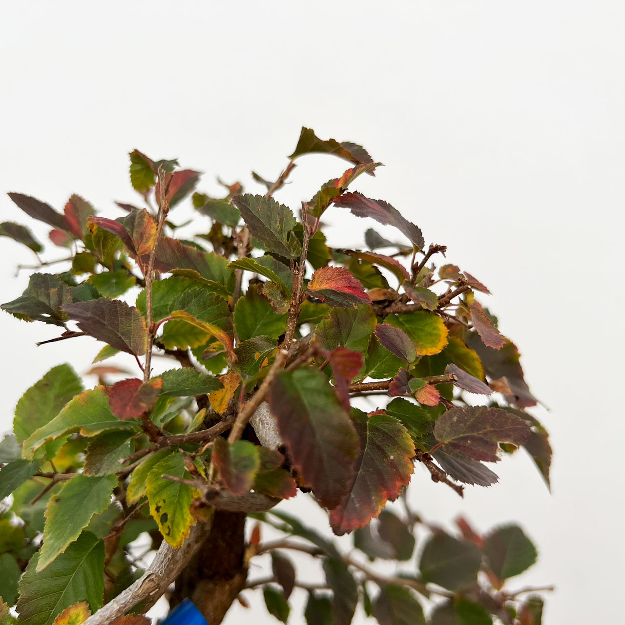 Korean Hornbeam Bonsai Tree (No. 17120) at New England Bonsai Gardens