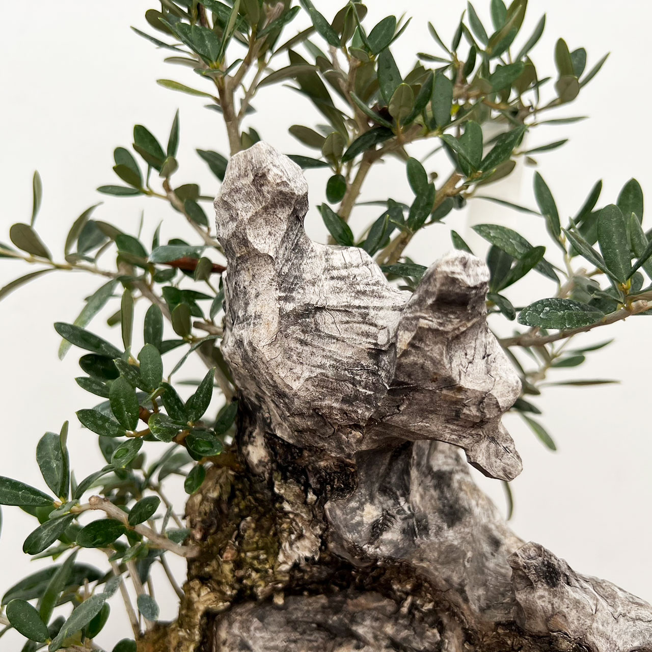 Olive Evergreen Bonsai: WEB7496 at New England Bonsai