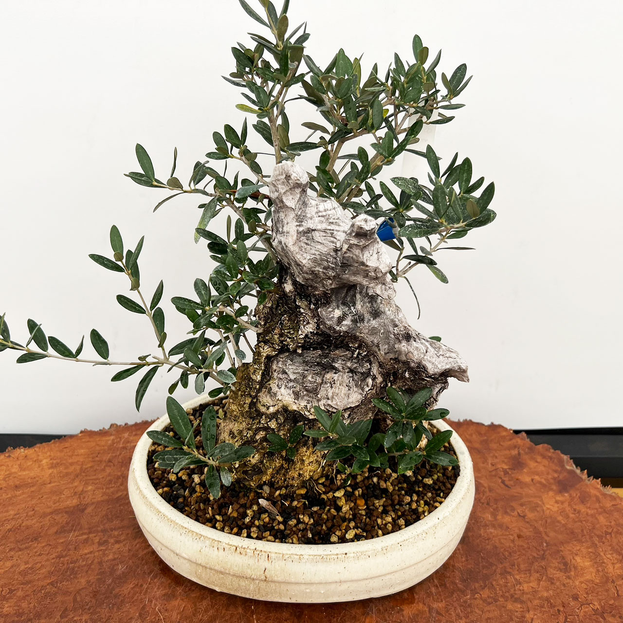 オリーブ盆栽Olive Bonsai Dwarf Old Olive Bonsai Tree I Bonsai Outlet | WEB4138