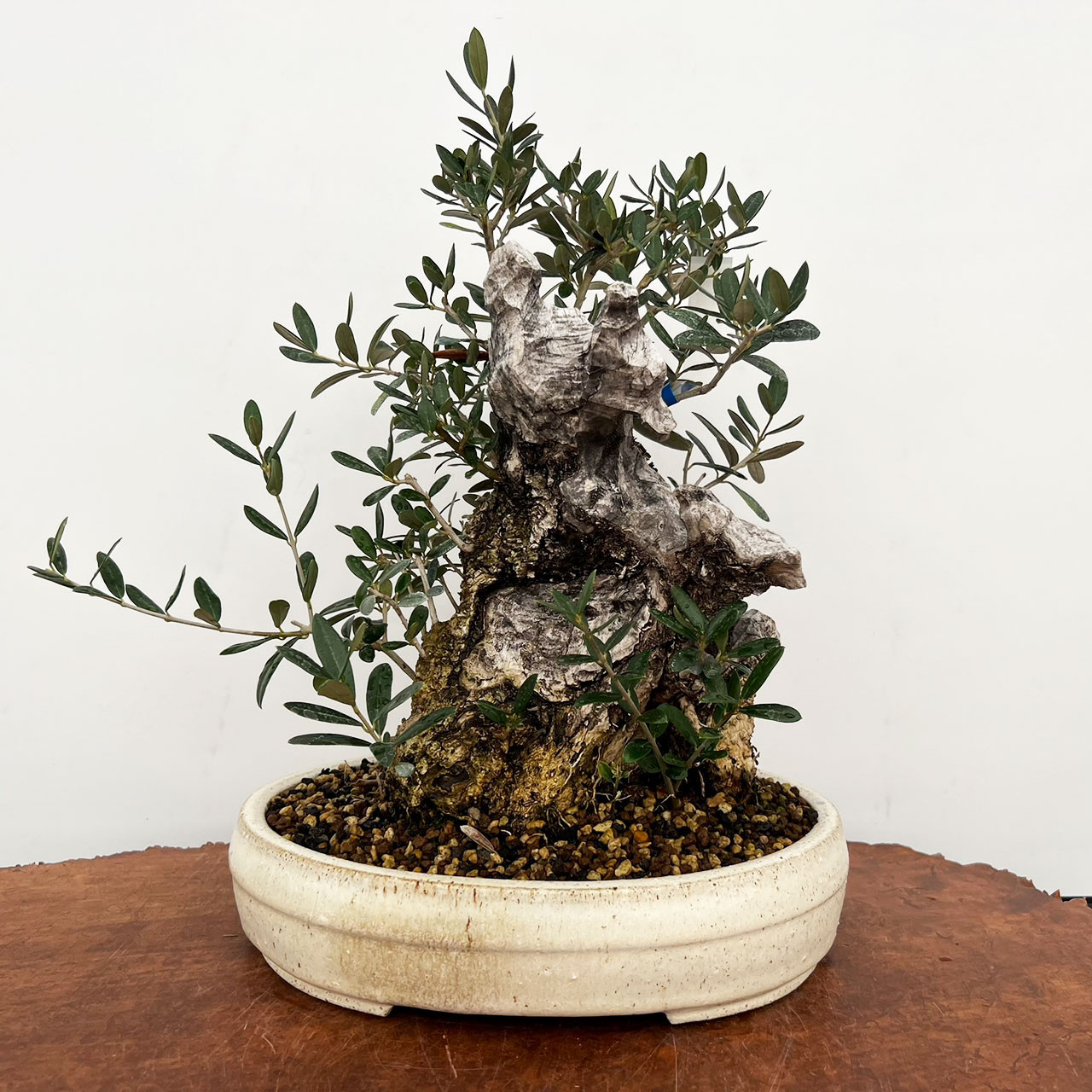 オリーブ盆栽　Olive Bonsai Care guide for the Olive Bonsai tree (Olea europaea