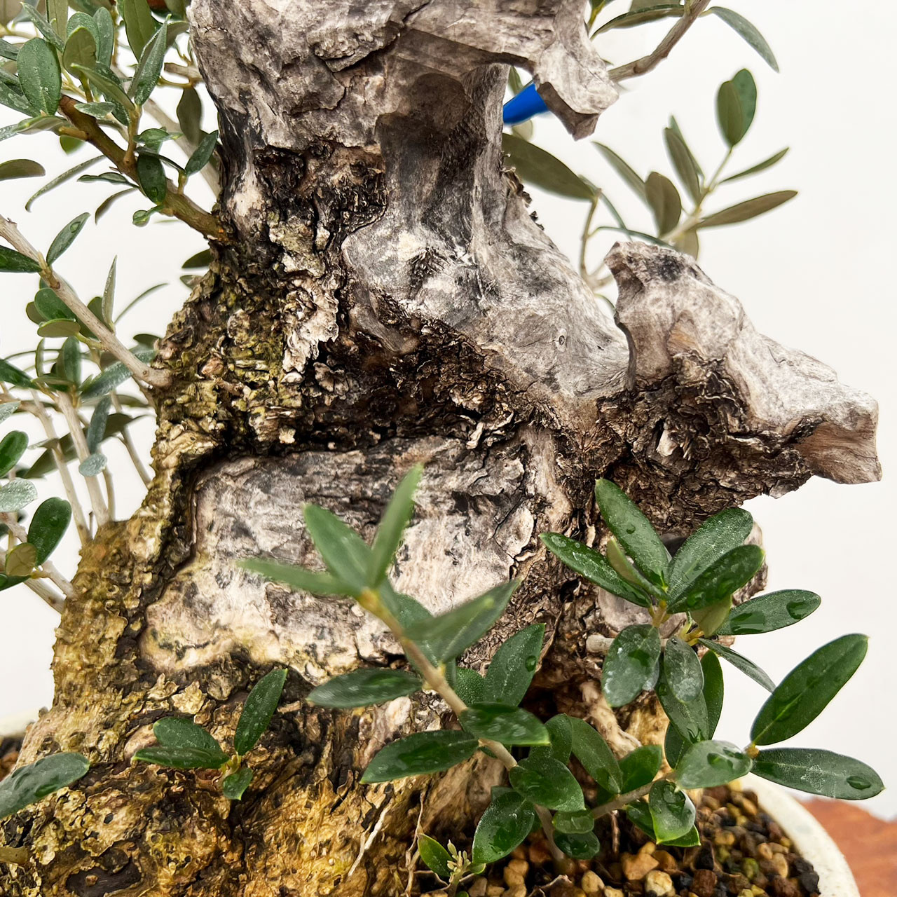 オリーブ盆栽　Olive Bonsai ?media_id=3495212100455566839