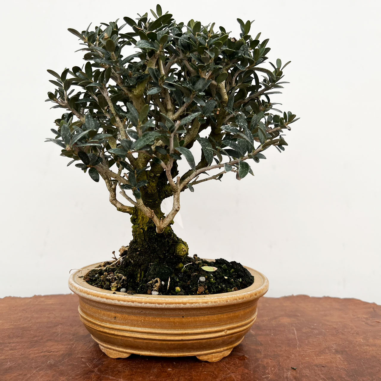 オリーブ盆栽Olive Bonsai Dwarf Old Olive Bonsai Tree I Bonsai Outlet | WEB4138