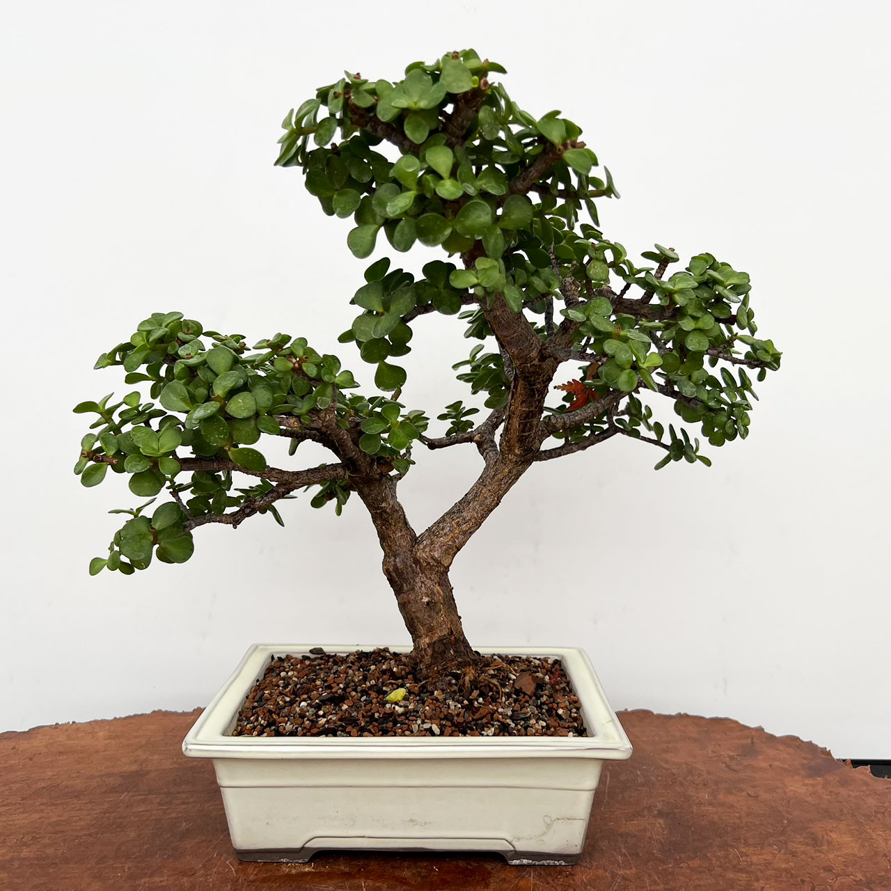 Fat Trunk Jade in an Unglazed Japanese Ceramic Pot No. 15000