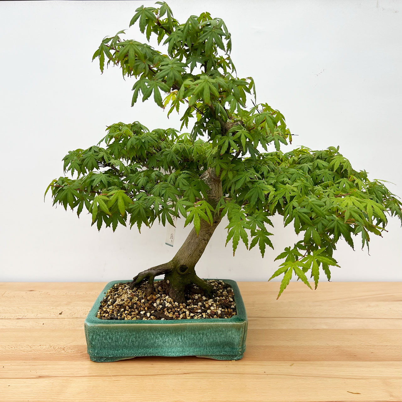 japanese maple tree bonsai