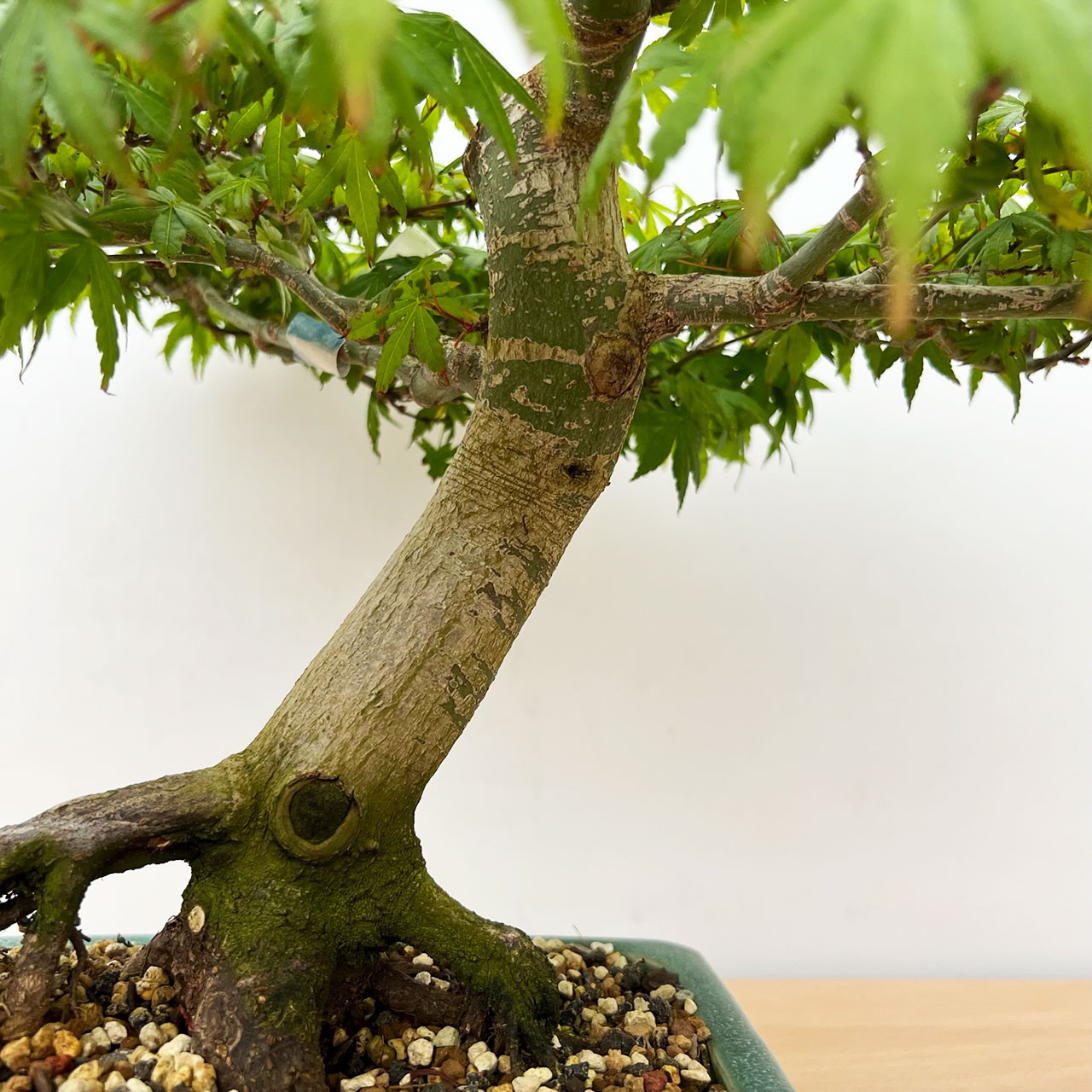 japanese maple tree bonsai