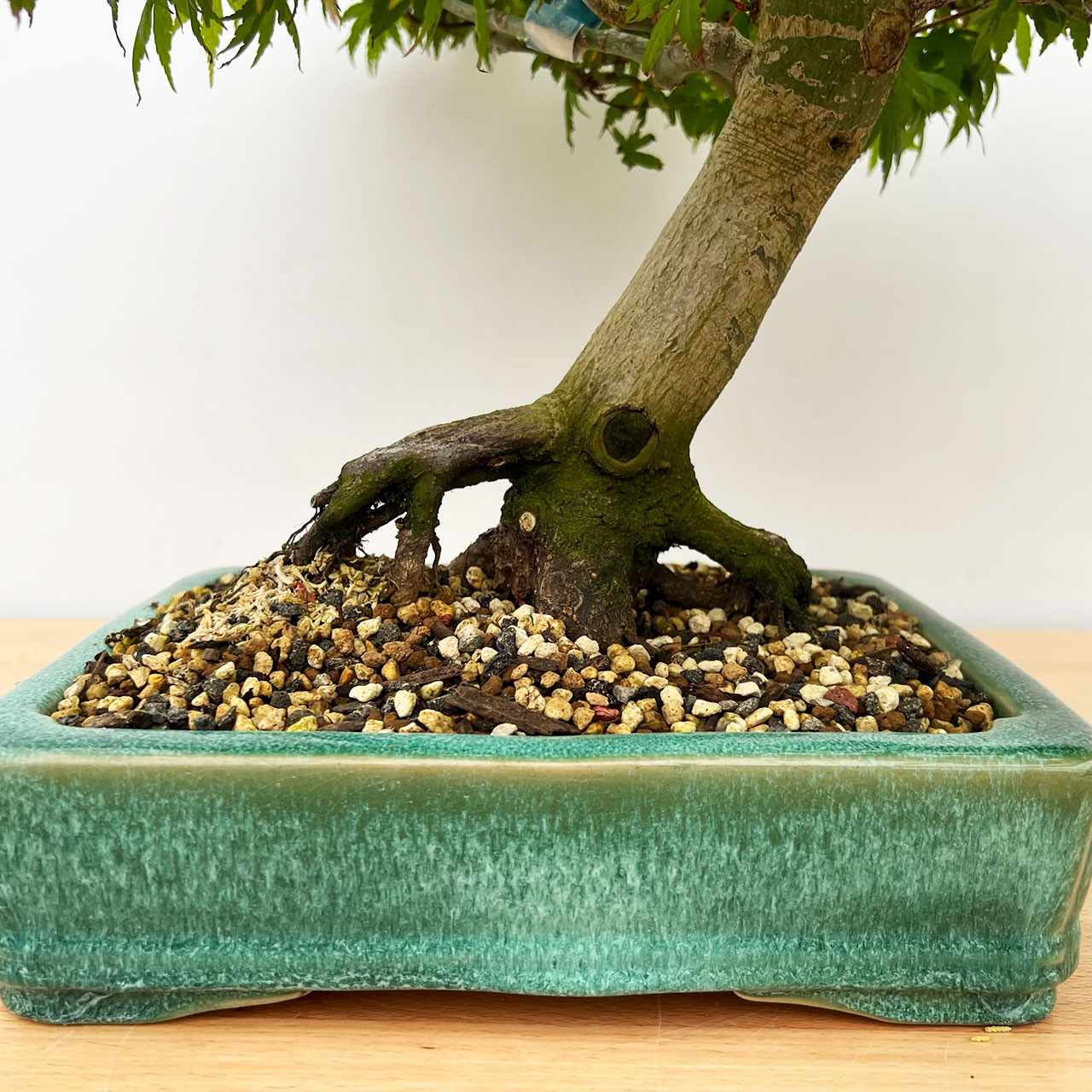 Japanese Maple Bonsai Tree (No. 1686) at New England Bonsai