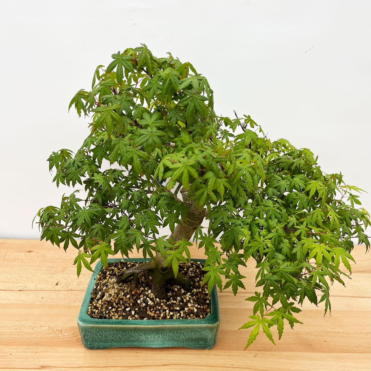 盆栽 Japanese bonsai Bonsai Japanese Juniper Bonsai Tree in a 6 Inch Round Light