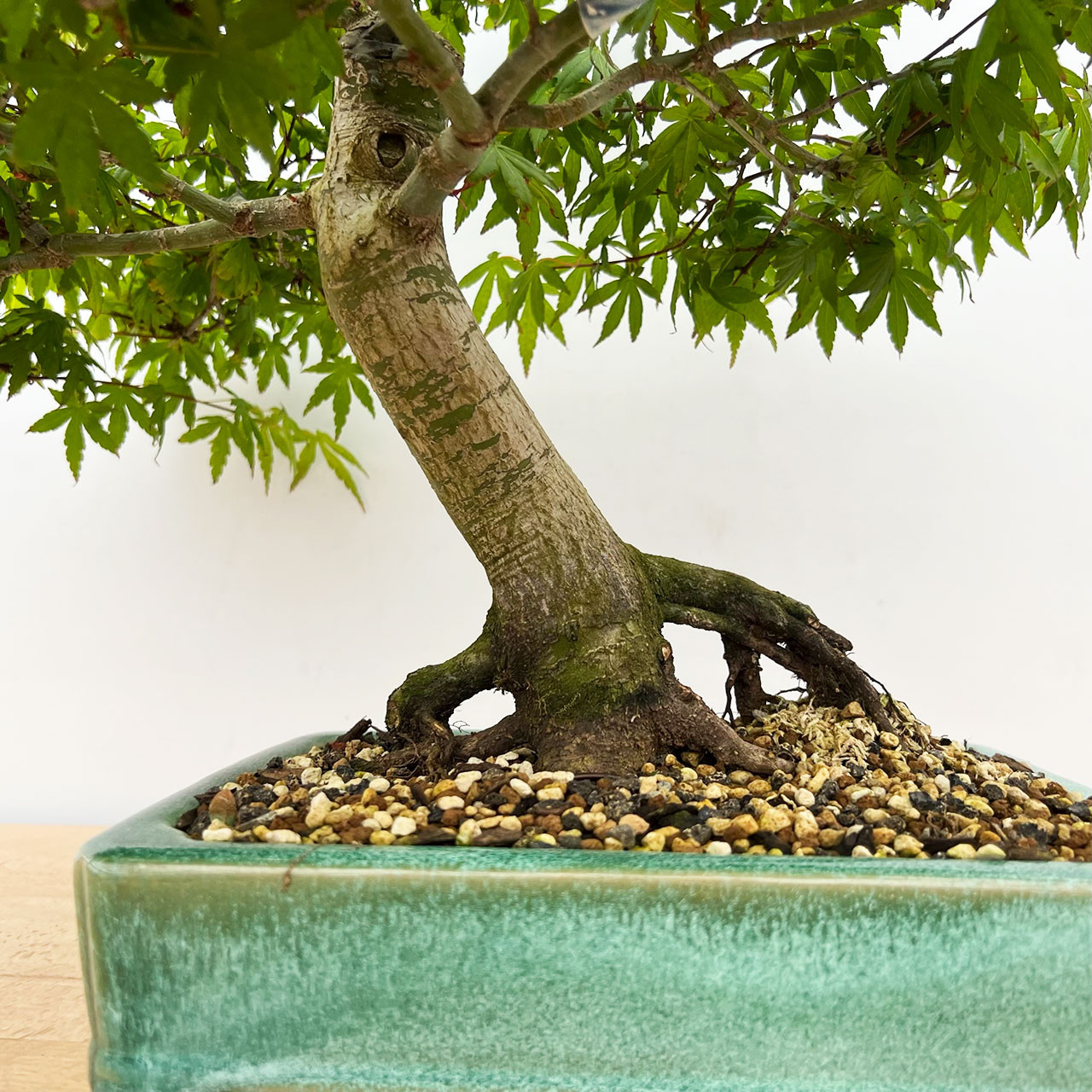 盆栽 Japanese bonsai Amazon.com : Japanese Red Maple Bonsai Tree Seeds | 30+
