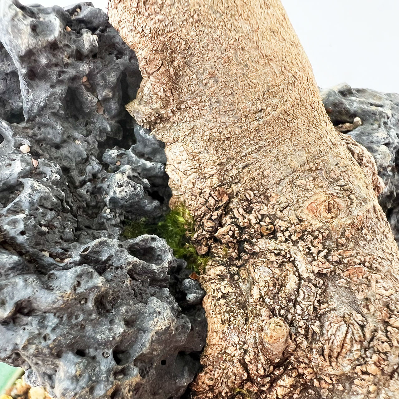 Trident Maple Bonsai Tree (No. TS-49) at New England Bonsai