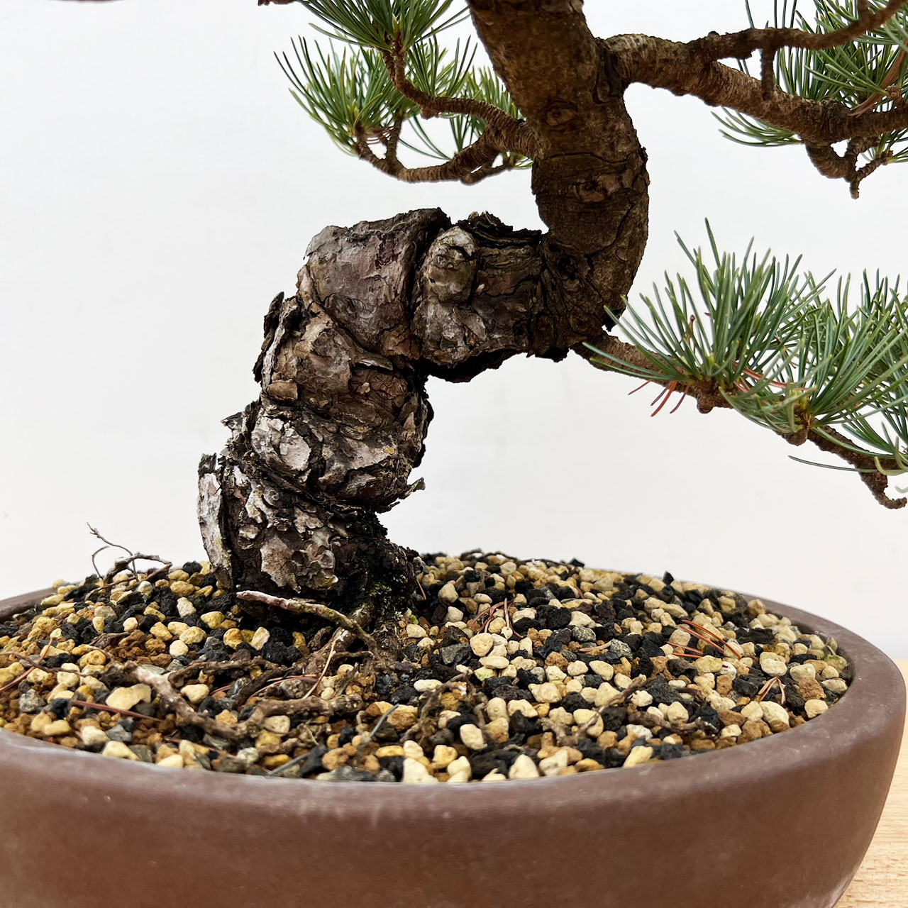 pine 5個 Rare Japanese White Pine Bonsai for Sale – Imported Five