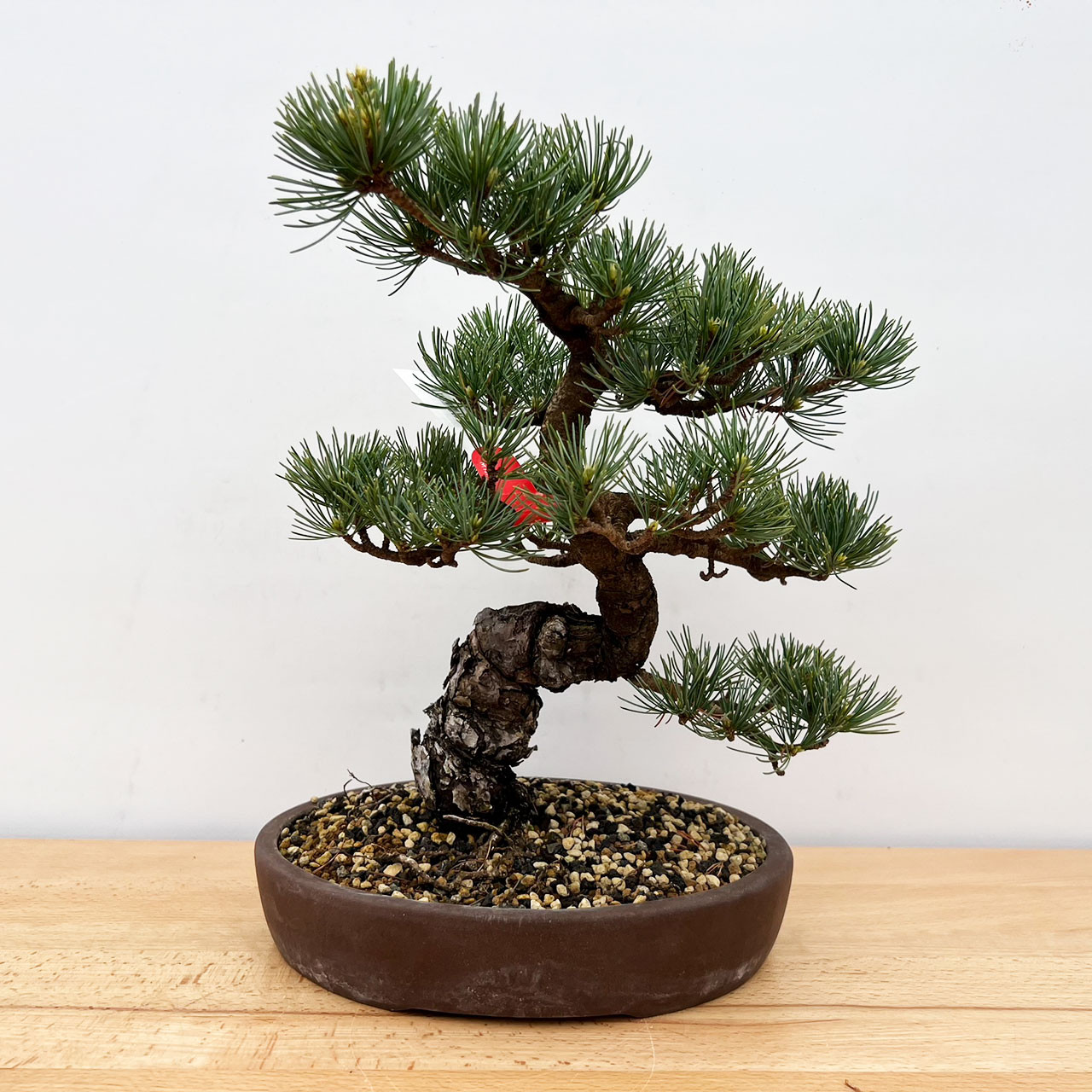 Japanese White Pine (No. 9577) Five Needle Pine at New