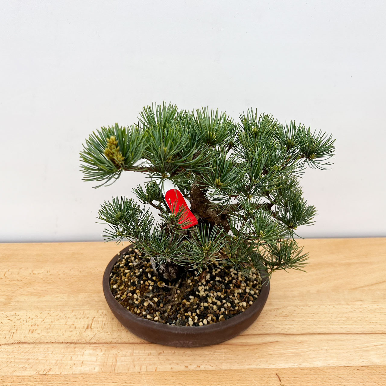 Japanese White Pine (No. 9577) Five Needle Pine at New