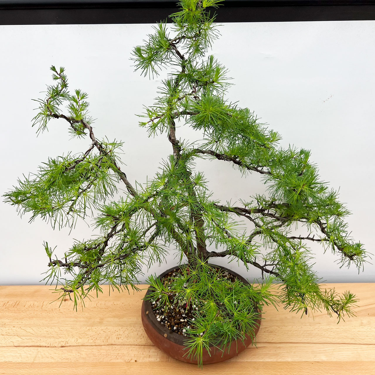 American larch Bonsai | No. 10696 | New England Bonsai