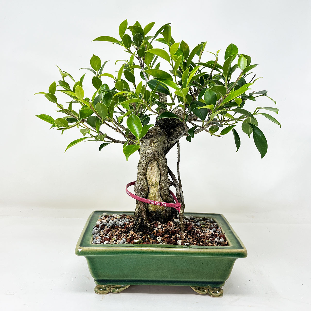 Imported Broom Style Tiger Bark Ficus with Air Roots, in a Yixing Ceramic  pot Pot. No. 13208