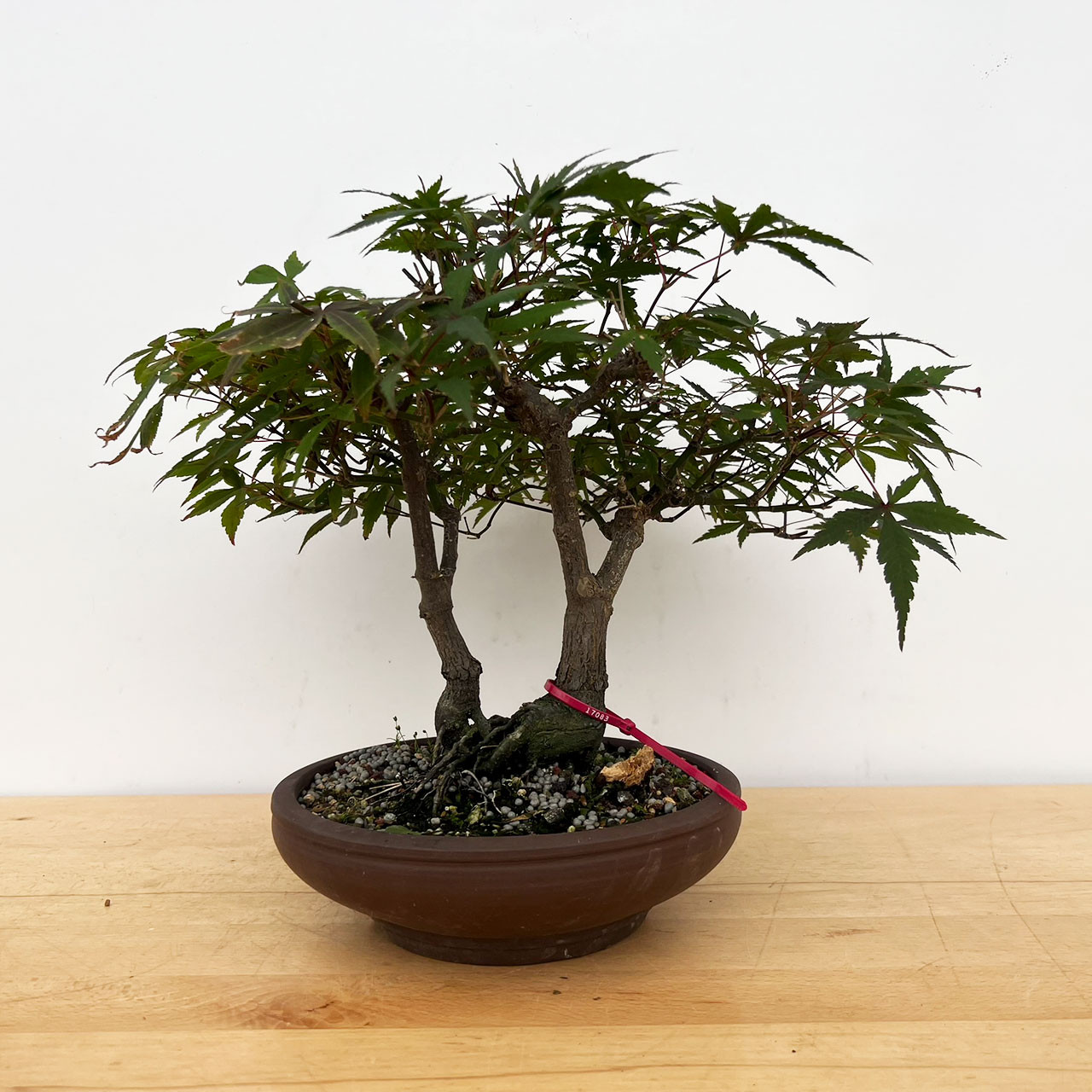 盆栽 Japanese bonsai Japanese Maple Bonsai Tree (No. 12520) at BonsaiOutlet.com