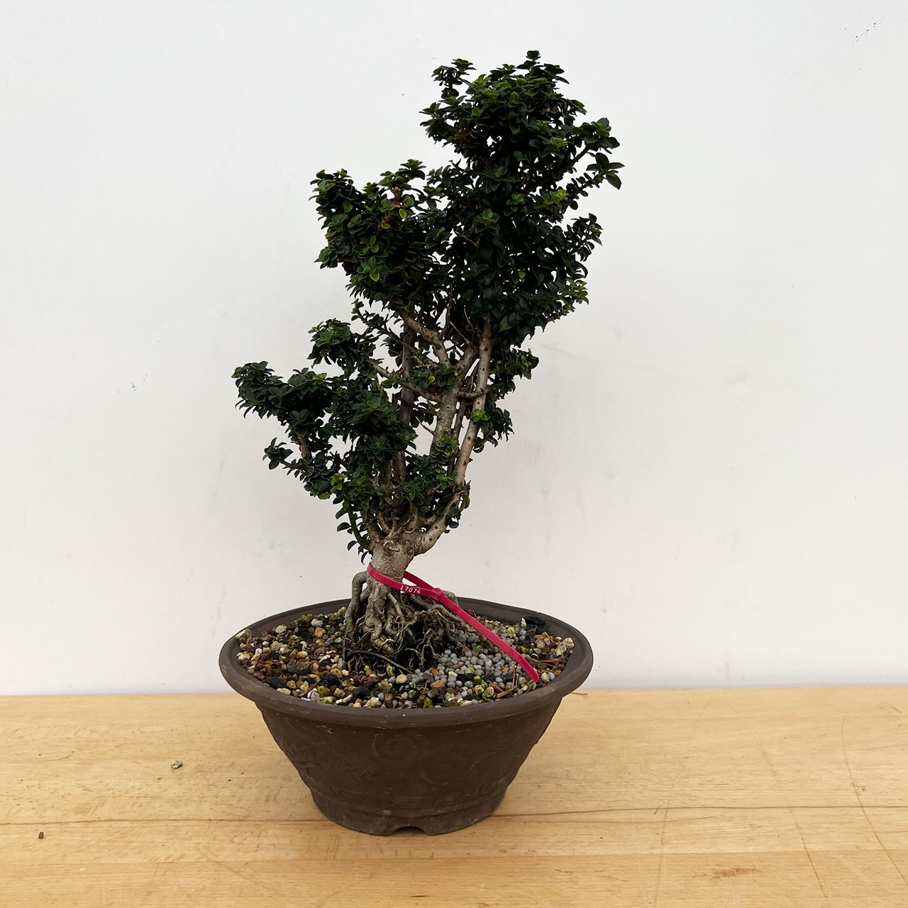 Japanese Holly Bonsai Tree | No. 17074 | New England Bonsai