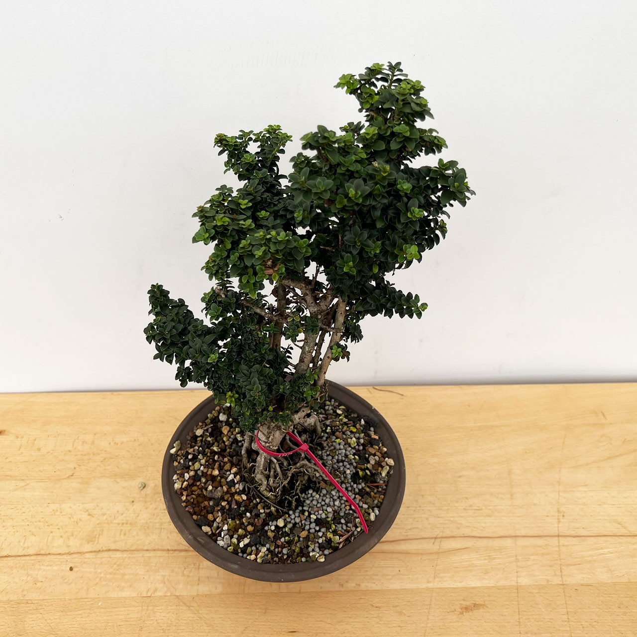 Japanese Holly Bonsai Tree | No. 17074 | New England Bonsai