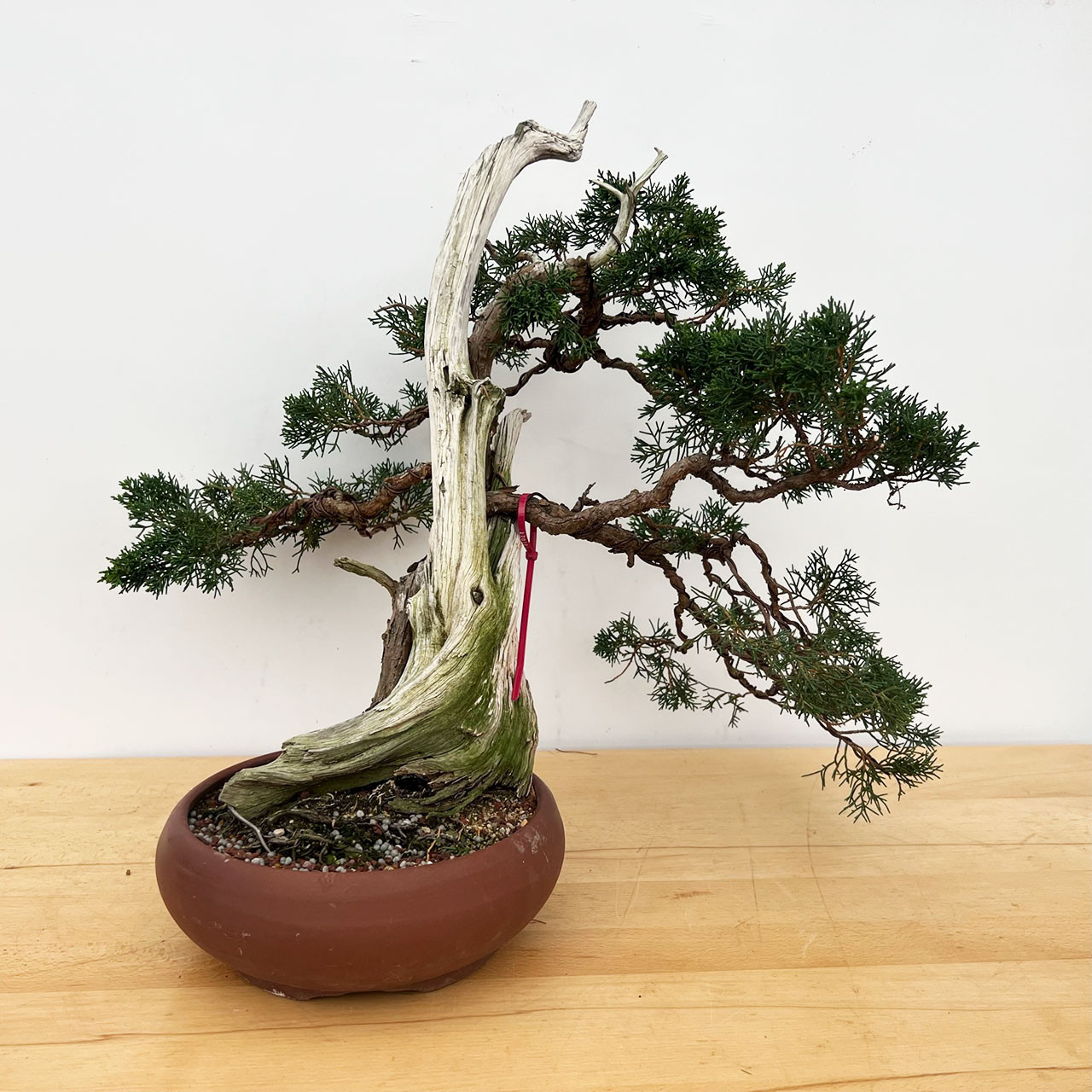 Tanuki Bonsai - Bonsai Tree (Pty) Ltd.