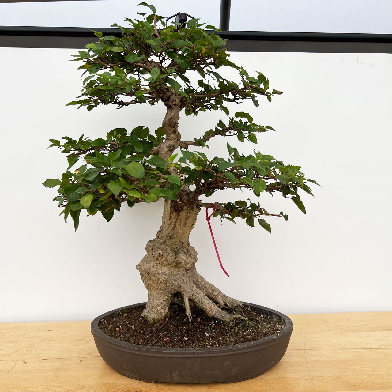 Korean Hornbeam Bonsai Tree (No. 17120) at New England Bonsai Gardens