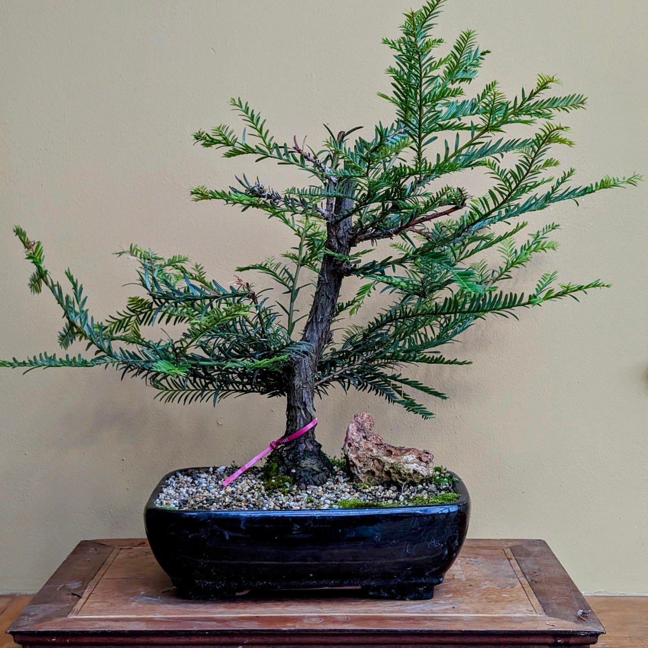 Collected Coastal Redwood Tree (No. 18845)