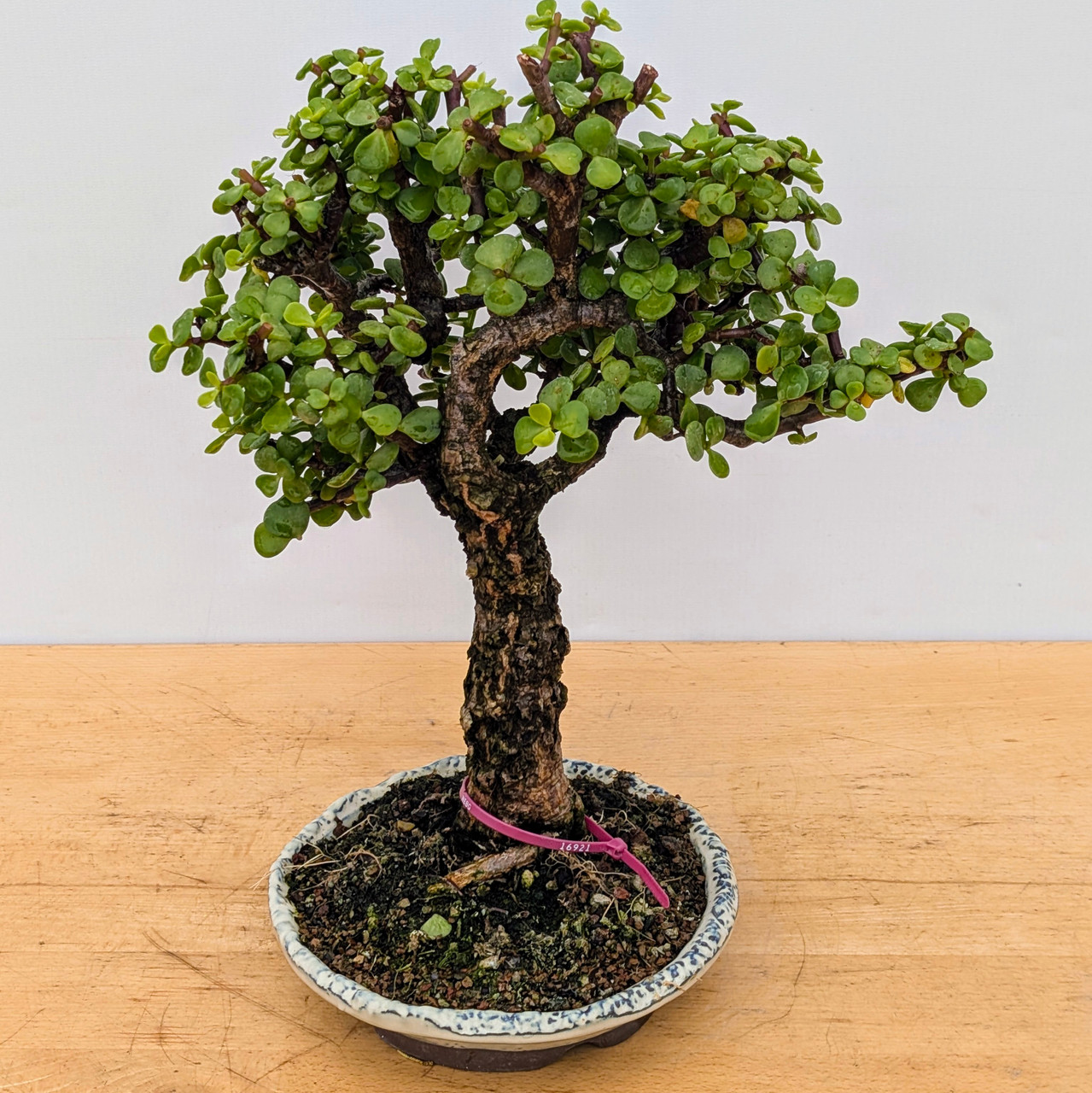 Rough Bark Mini Jade in Glazed Ceramic Pot (No. 16921) - New