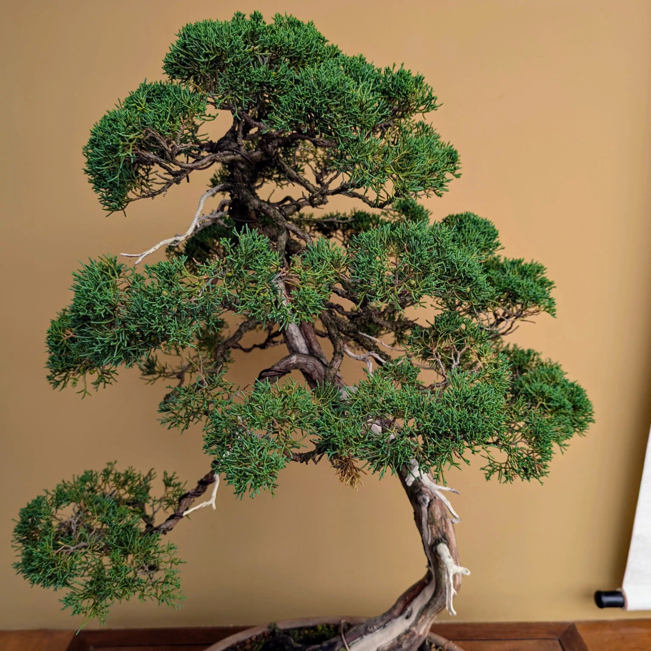 Incredible Tall Upright Shimpaku Juniper in a Nick Lenz Pot (No