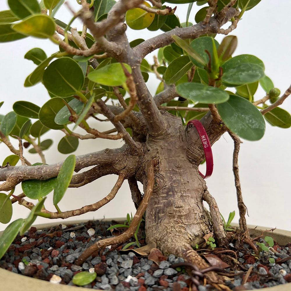 #Tahitian green 』 #パンの木の実 Tahitian green 』 #パンの木の実 Tahitian green 』 #パンの木の実