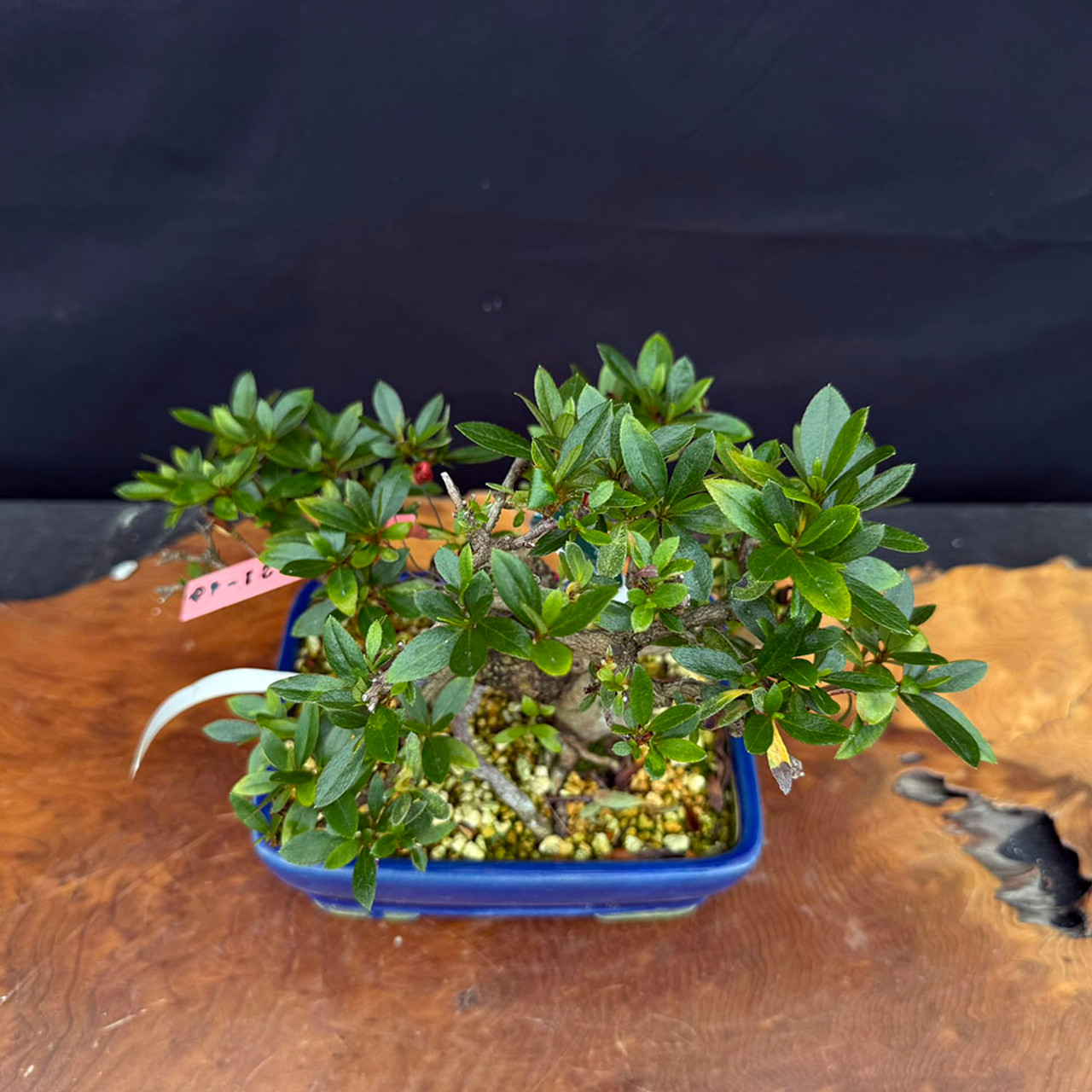 荷花33 Imported Satsuki Azalea 'Nikko' Bonsai | NEBG - 22843