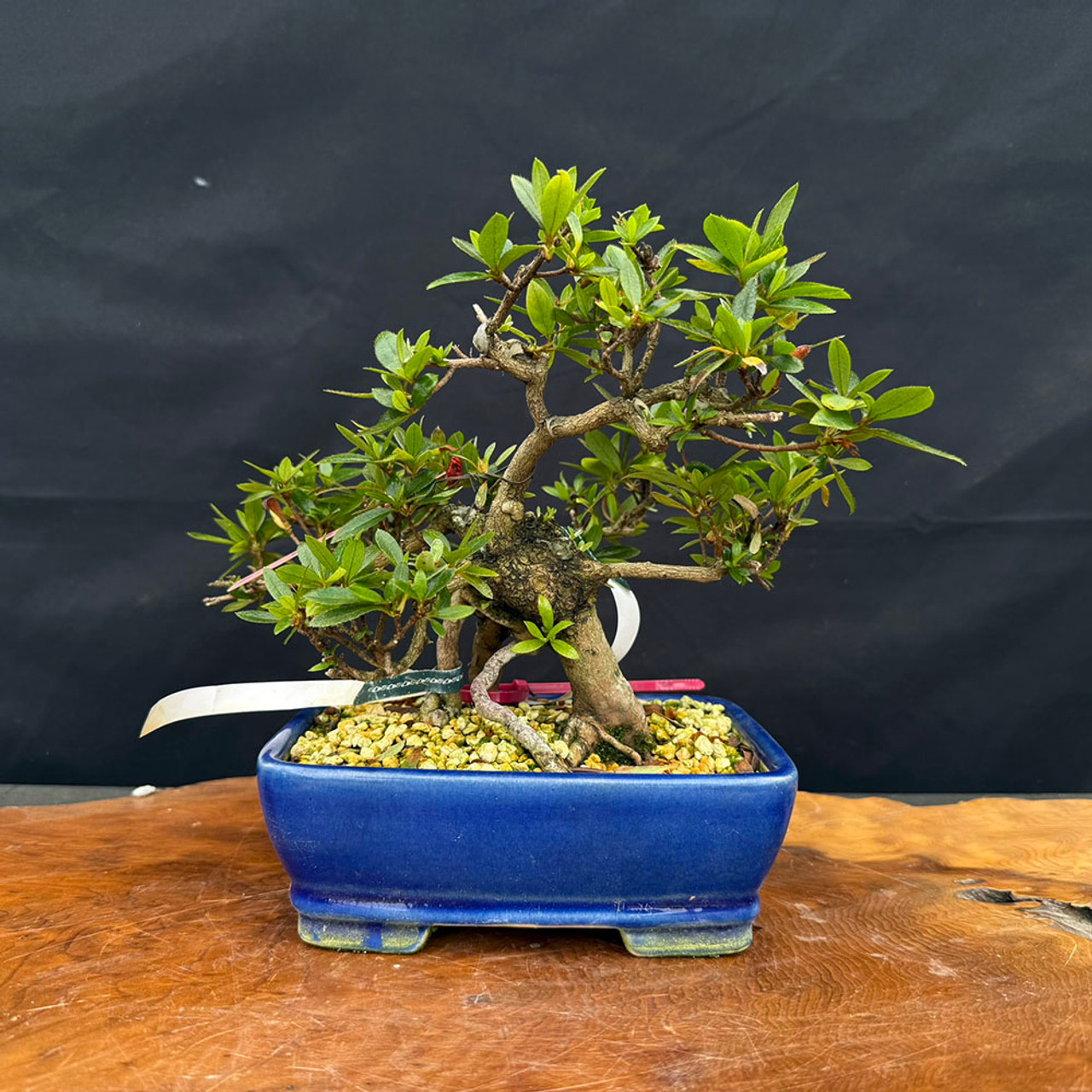 荷花33 Imported Satsuki Azalea 'Nikko' Bonsai | NEBG - 22843