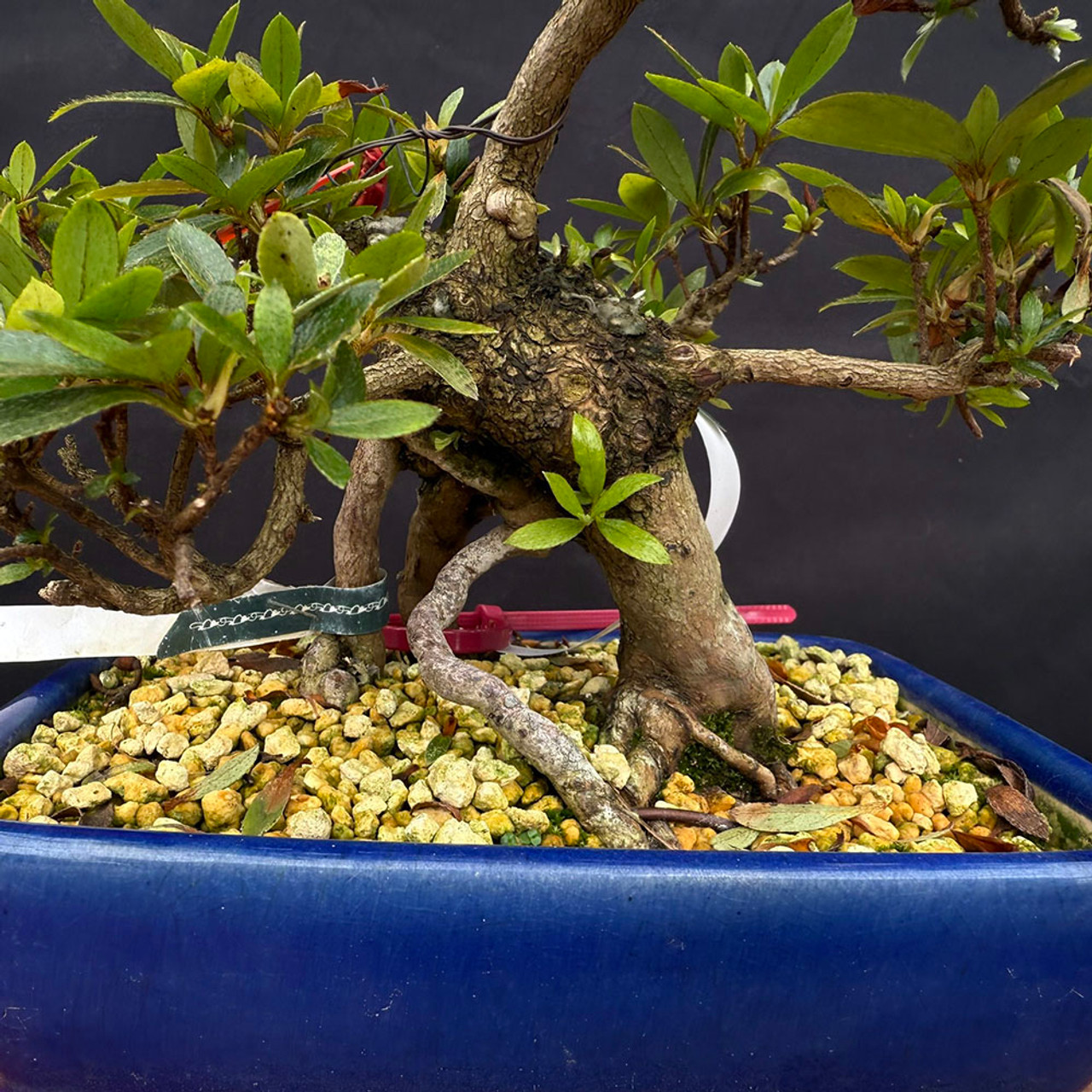 荷花33 Imported Satsuki Azalea 'Nikko' Bonsai | NEBG - 22843