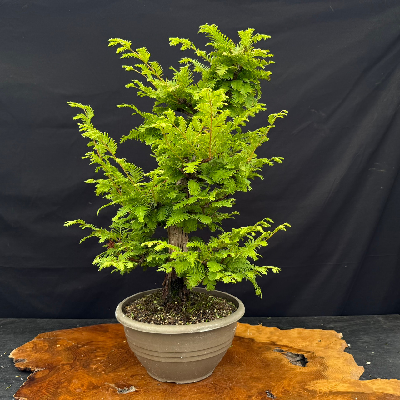 Gerald Rainville Dawn Redwood Bonsai – 20” Upright Form with