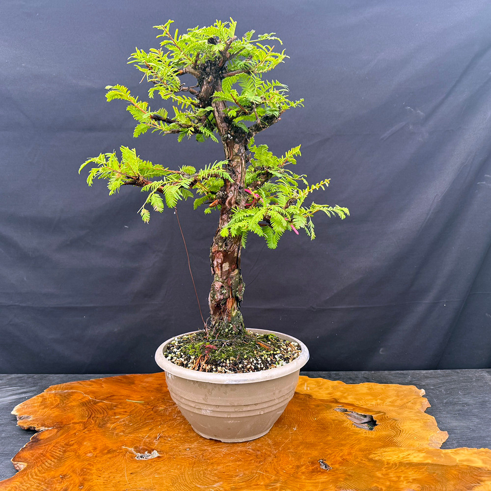 35-Year-Old Dawn Redwood Bonsai with Spiraling Trunk and Strong