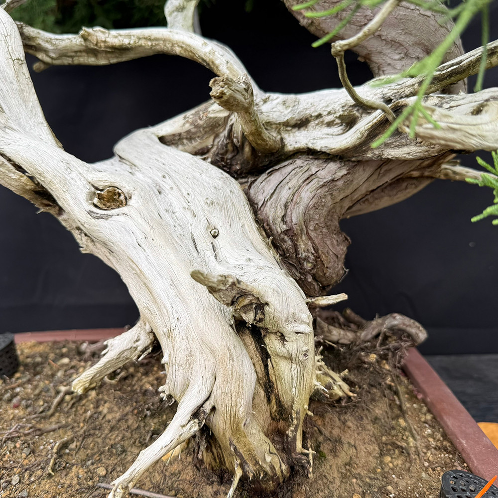 San Jose Juniper Bonsai – Aged Specimen with Deadwood & Twisting