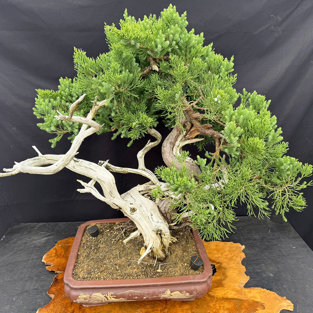 San Jose Juniper Bonsai – Aged Specimen with Deadwood & Twisting