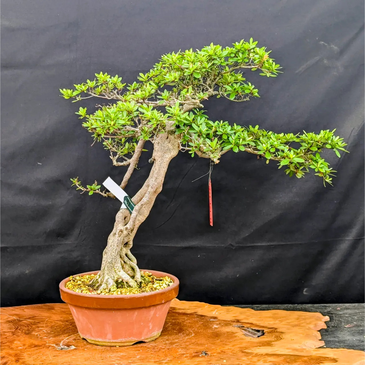 Satsuki Azalea 'Wakaebisu' Bonsai – Imported Japanese Specimen