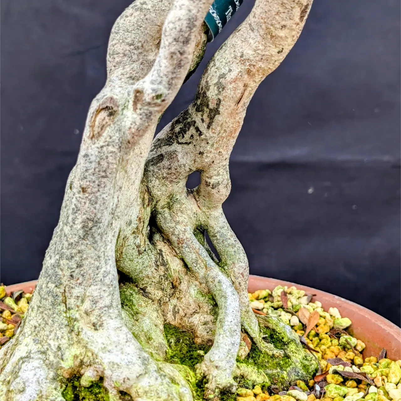 Satsuki Azalea 'Wakaebisu' Bonsai – Imported Japanese Specimen