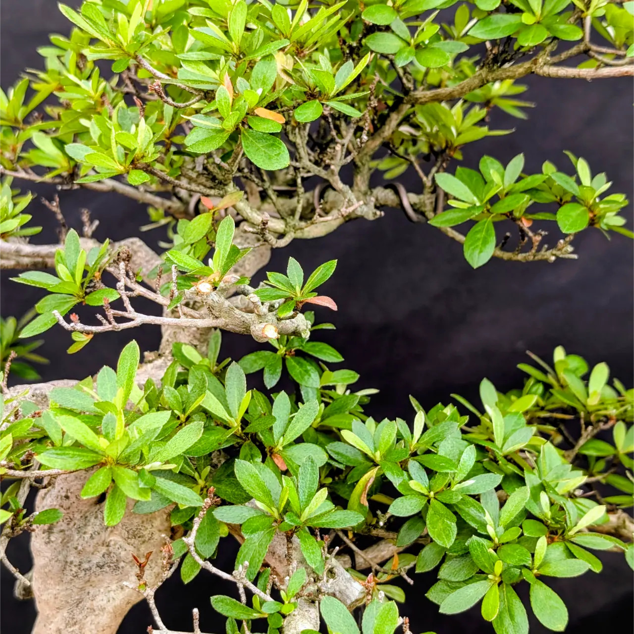 サボ　草野-上野 Satsuki Azalea 'Wakaebisu' Bonsai – Imported Japanese