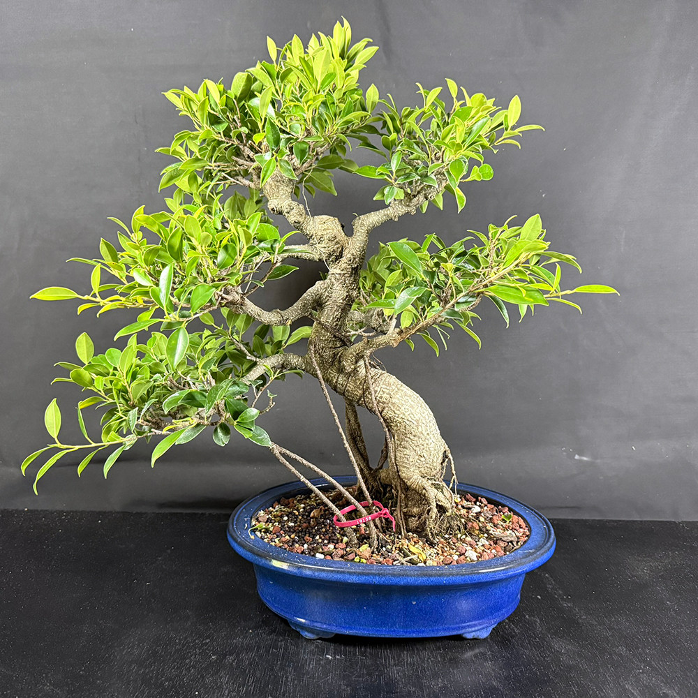 Tiger Bark Ficus Bonsai | Imported S-Trunk Style with Air Roots | NEBG