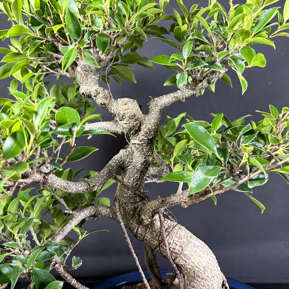 Tiger Bark Ficus Bonsai | Imported S-Trunk Style with Air Roots | NEBG