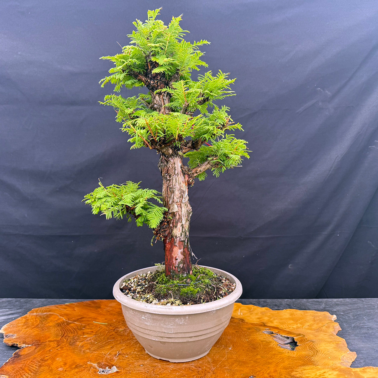 水草 Naiadia cf. zygosetha Aridarum Giganteum Aridarum Nakamotoi — Buce Plant