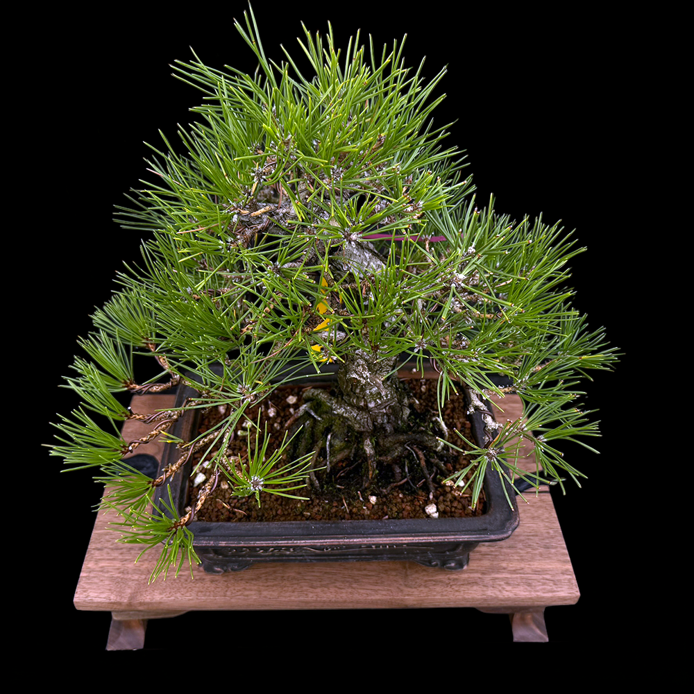 35+ Year Old Japanese Black Pine Bonsai | Gerald Rainville Rooted